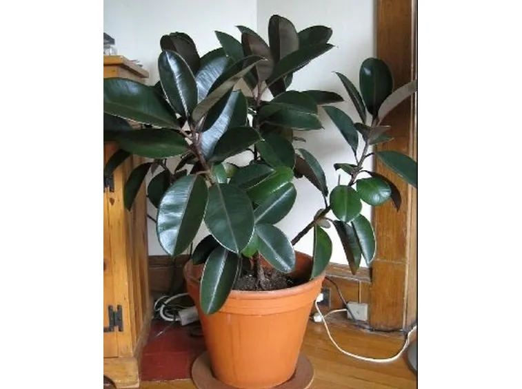 Risposta: come coltivare il ficus elastica