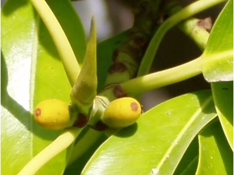 Risposta : ficus elastica e kenzia
