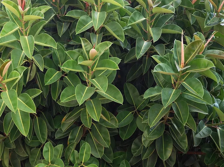 ficus elastica-9