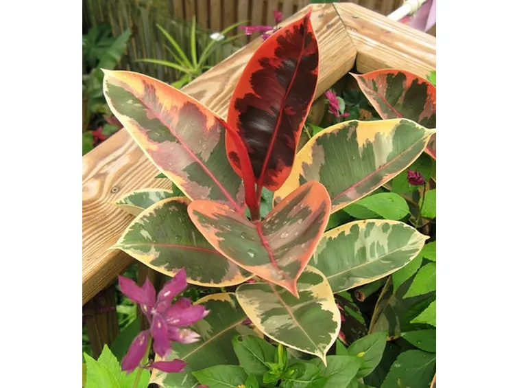 Risposta : freddo ficus elastica