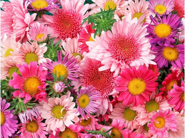 Caratteristiche del fiore