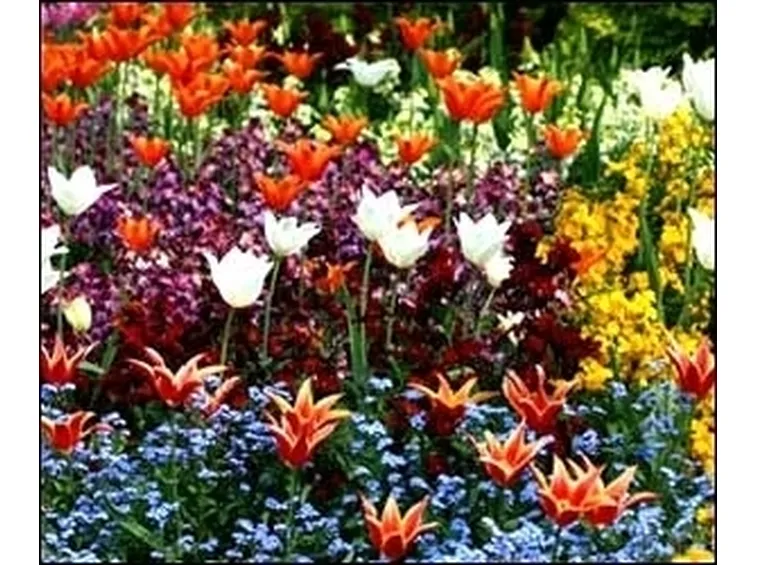 Caratteristiche del fiore e della pianta