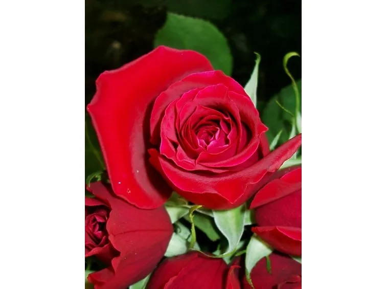 spedire fiori-5