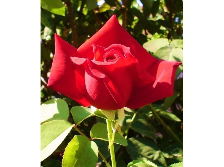Rose tappezzanti