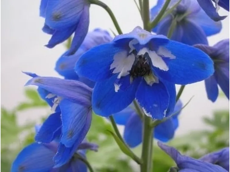 Come fare un fiore cinese