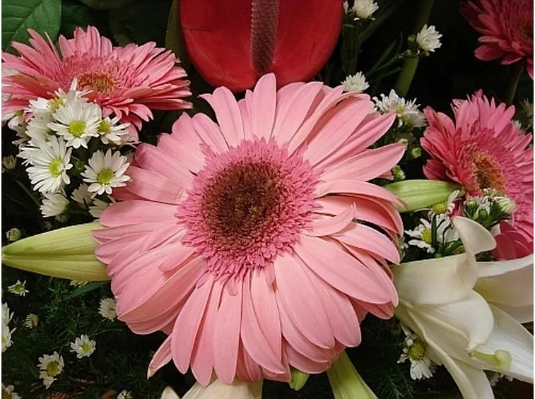 Regalare Fiori-1