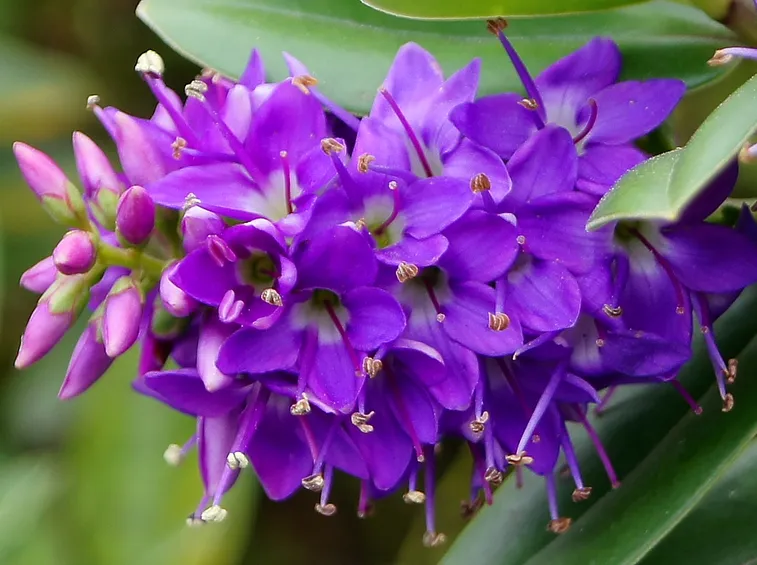 Piante da fiore: coltivazione e concimazione veronica