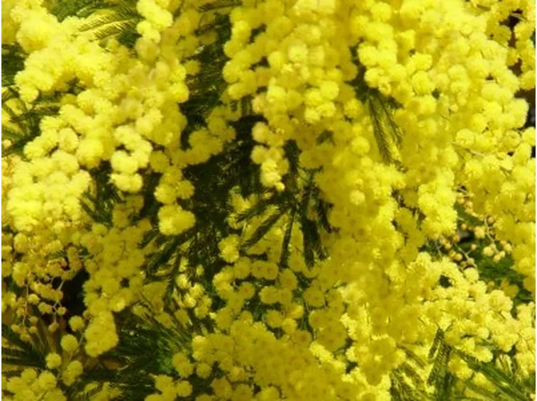 Regalare Fiori-9