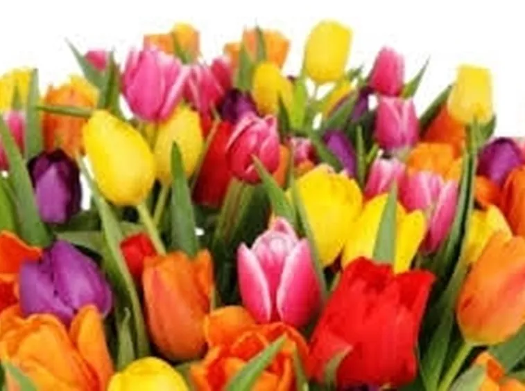 Regalare Fiori-3