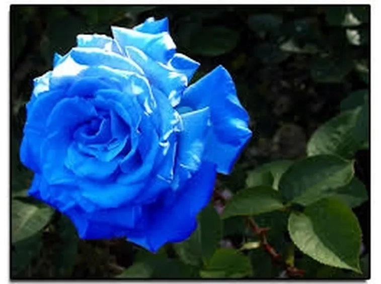 inviare fiori-3