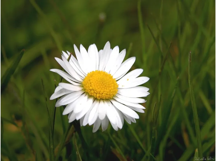 Conservazione bulbo da fiore
