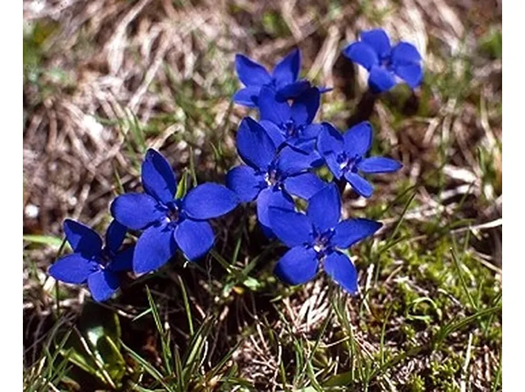 significato dei fiori-6