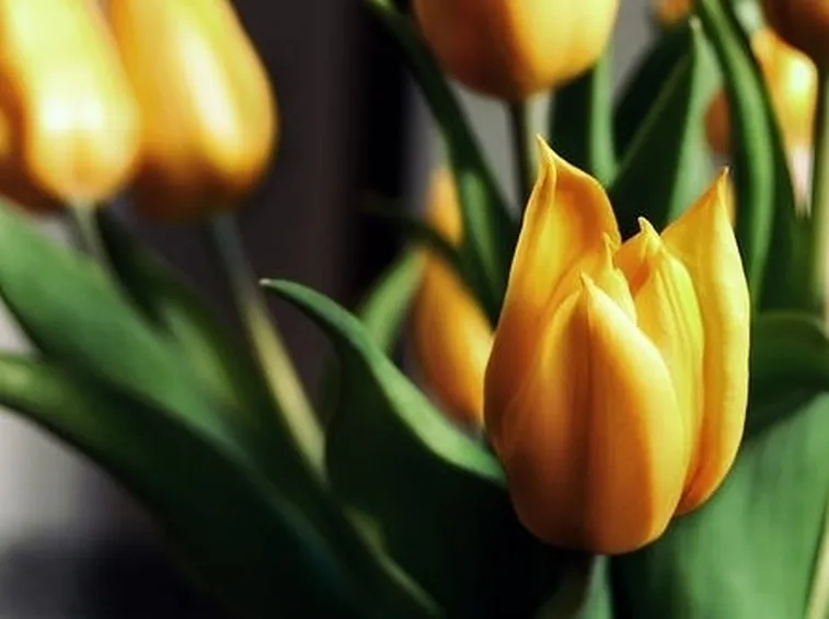 Fiore di camomilla
