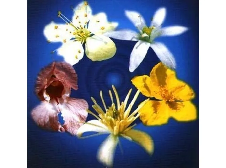 Composizione fiori-19