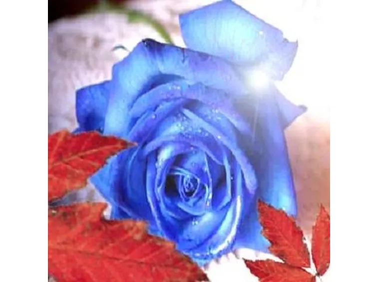 Risposta : alberi in fiore