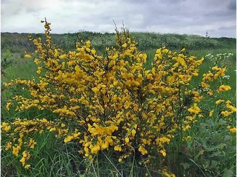 Domanda: che piante da fiore posso coltivare sul terrazzo?