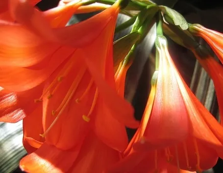 bouquet per amicizia