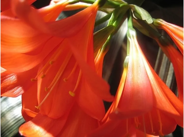bouquet per amicizia