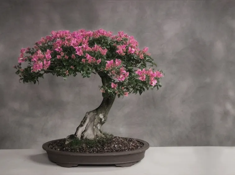 Risposta : bonsai e altro fiore