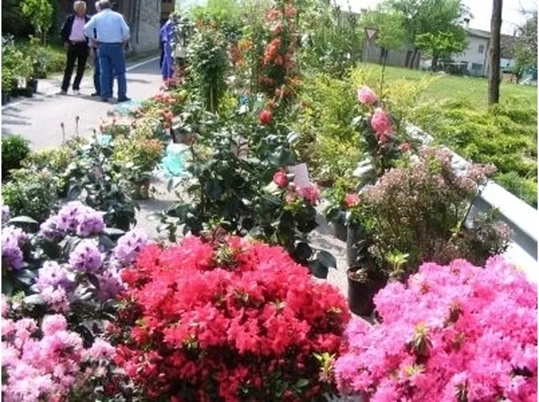 Il fiore di borragine e le sue proprietà