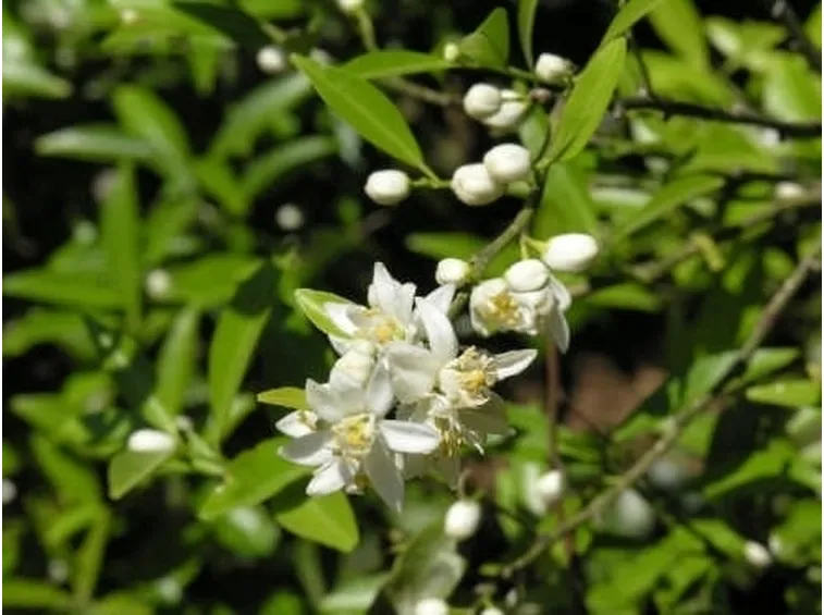 spedire fiori-2