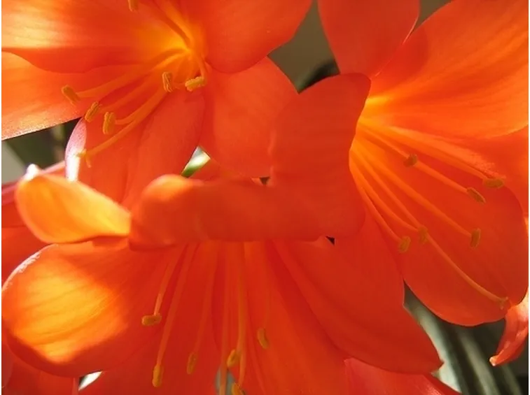 bouquet per amore