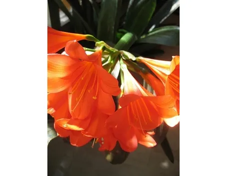 bouquet per anniversari