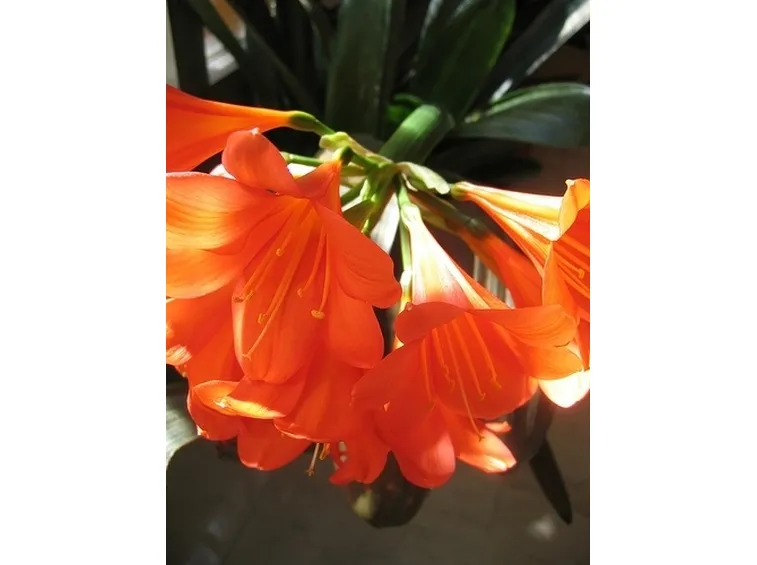 bouquet per anniversari