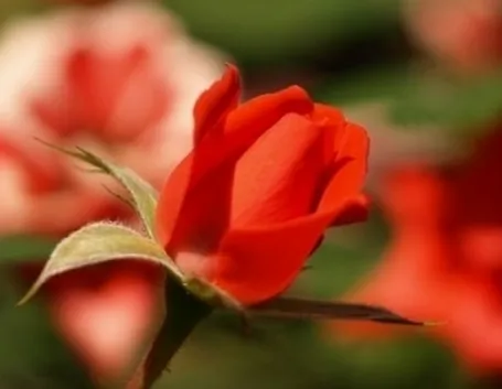 bouquet per dirti che