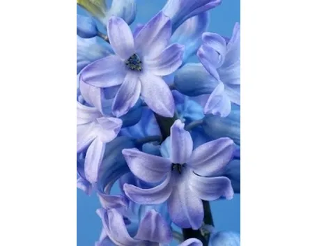 bouquet per fidanzamento