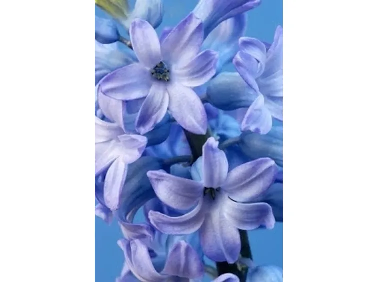 bouquet per fidanzamento