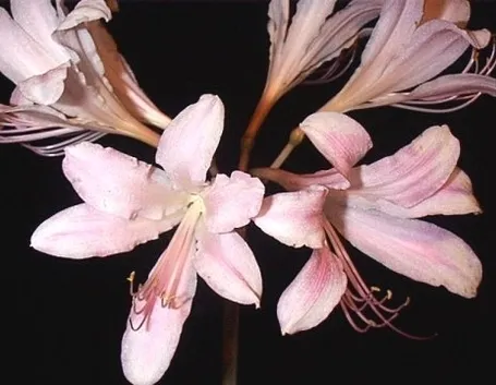 bouquet per lutto
