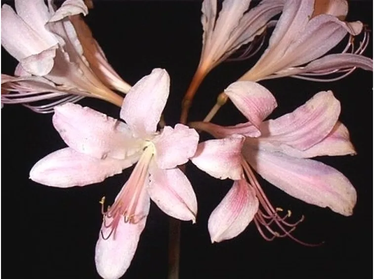 bouquet per lutto