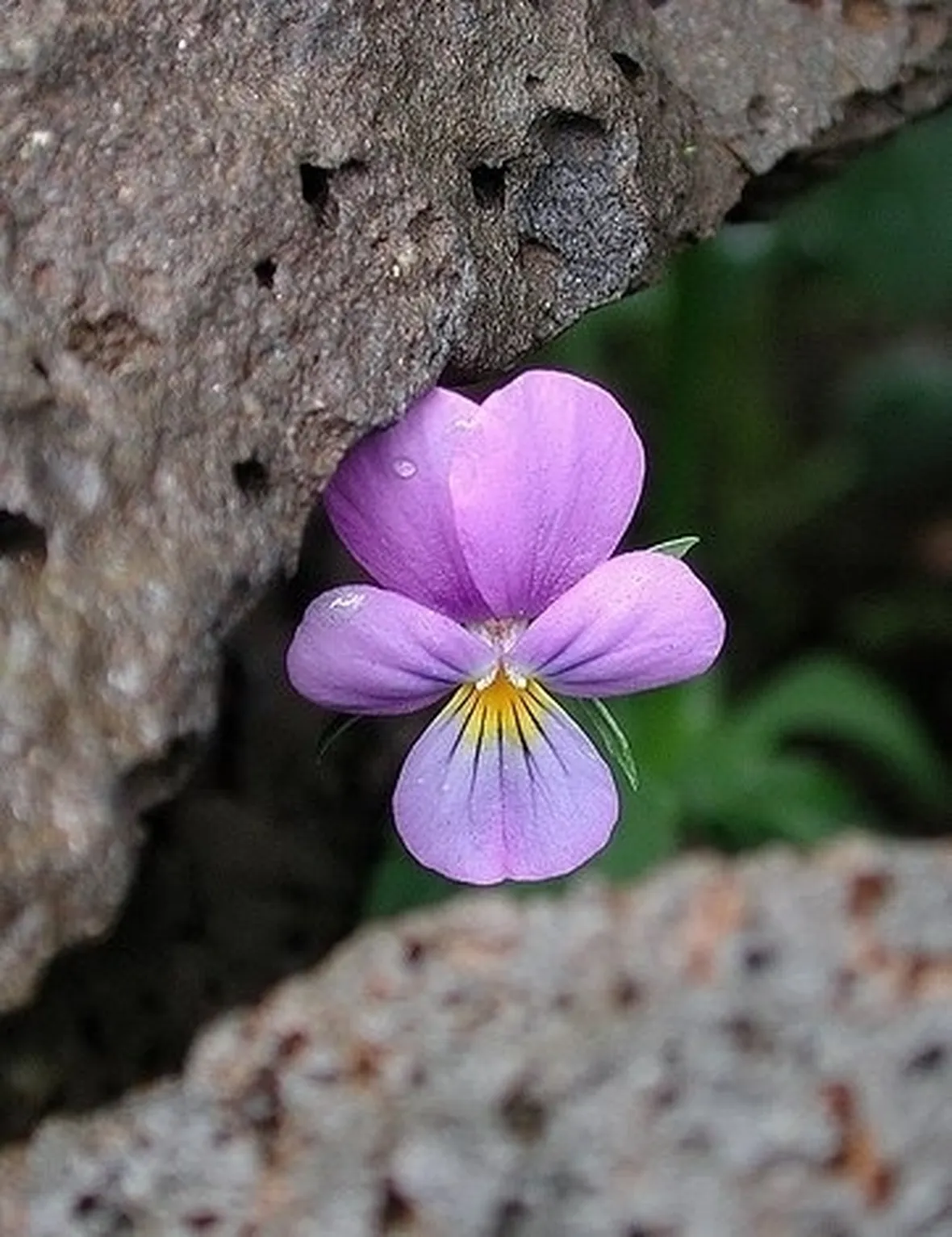 bouquet per maggiore età