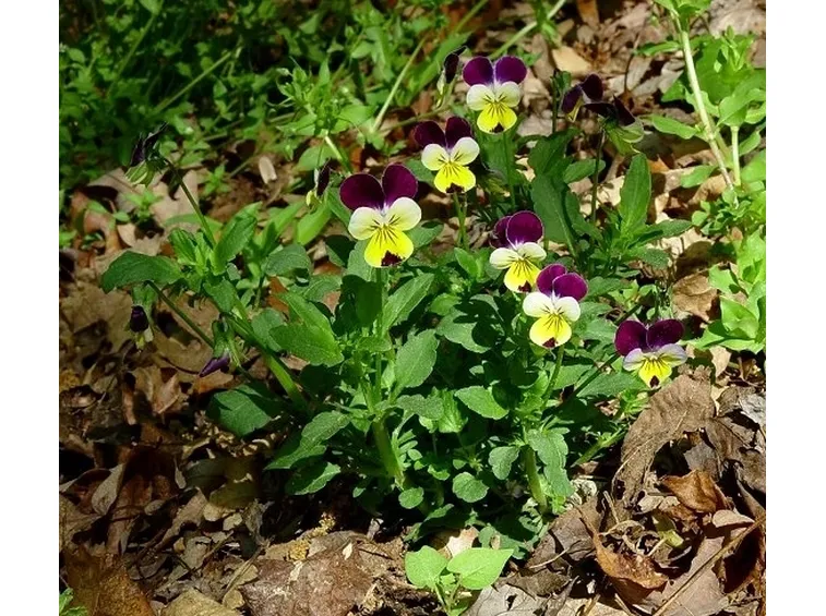 bouquet per nascita