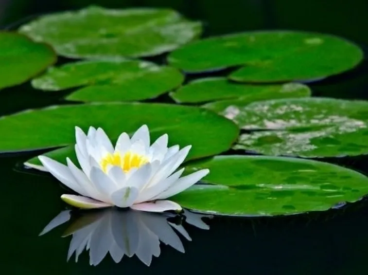 spedire fiori-12