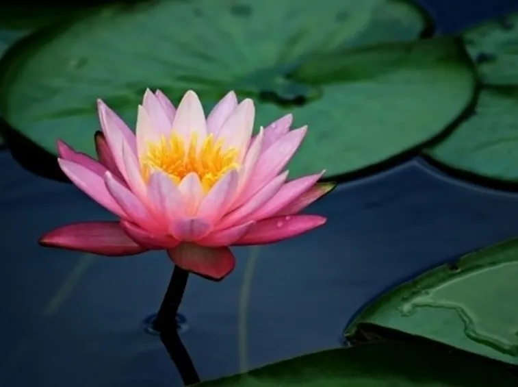 Come rendere esteticamente più bello il fiore di carta crespa