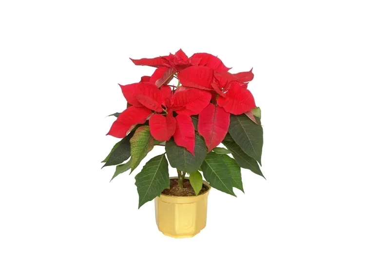 Natale