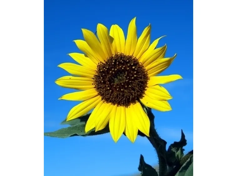 inviare fiori-19