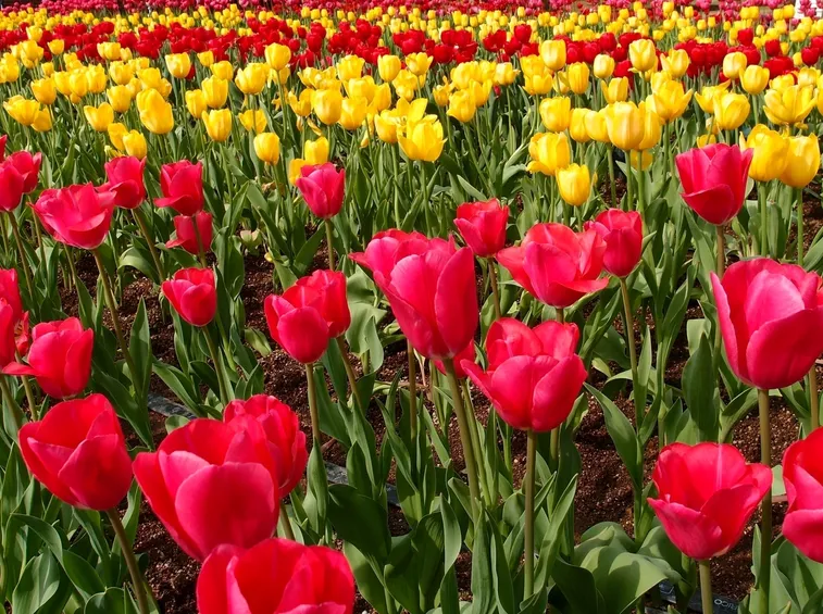 significato dei fiori