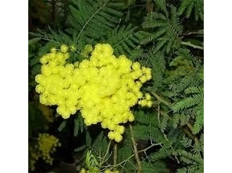 Risposta: Camelia e mimosa