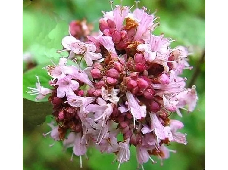 significato dei fiori-5