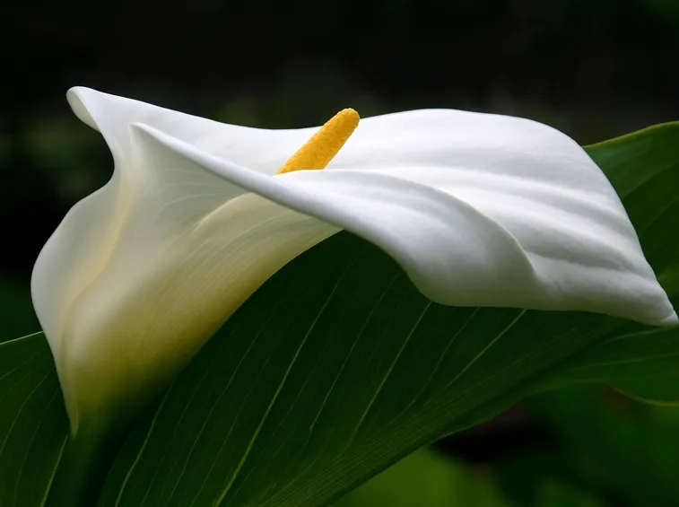 Fiore calla