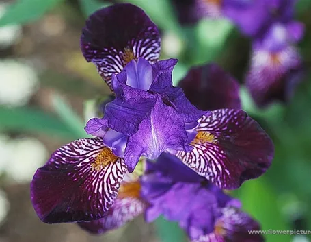 consegna fiori Altamura