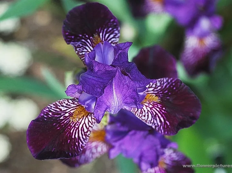 consegna fiori Altamura