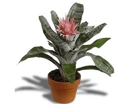 consegna fiori per amicizia