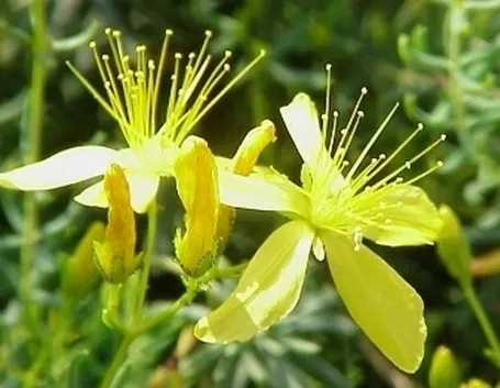 consegna fiori per anniversari-1