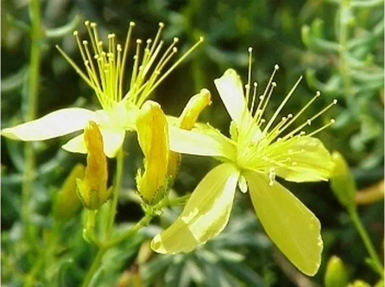 consegna fiori per anniversari-1