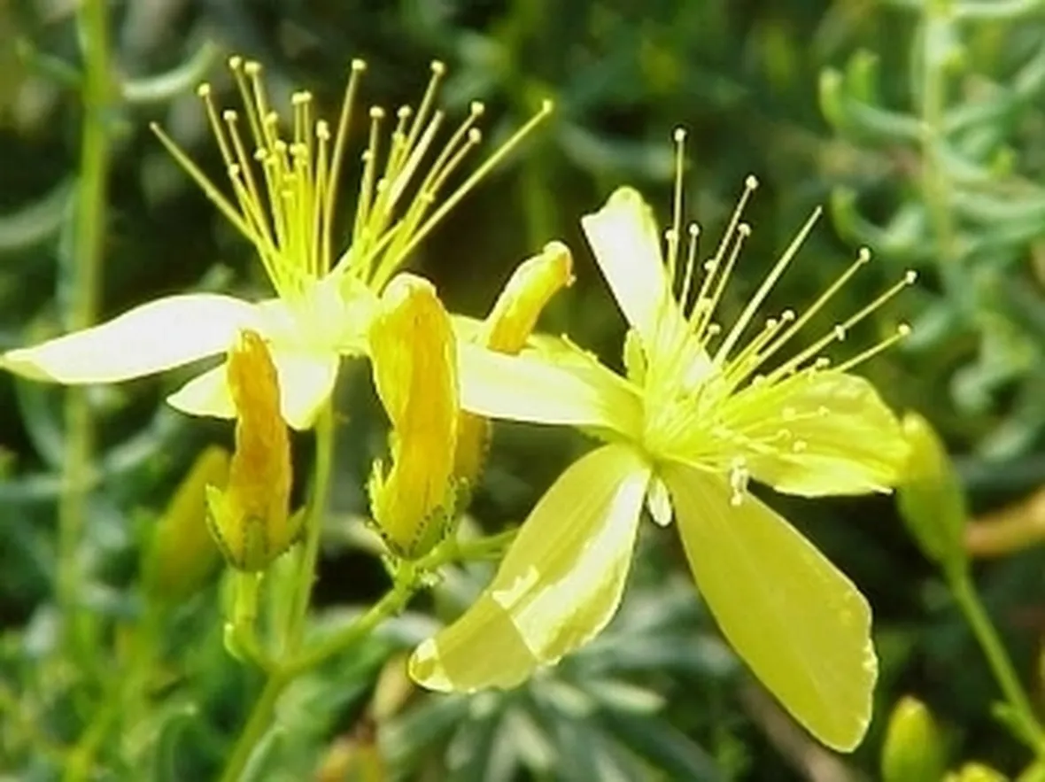 consegna fiori per anniversari-1