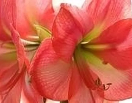 consegna fiori per anniversari